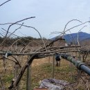 다래농장 이미지