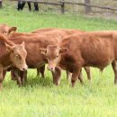 횡성한우 이미지