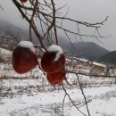 호랭이농장 네이버블로그