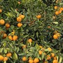 리나농장 이미지