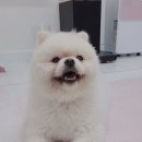 24시무인애견간식아무도없개 - 전주시 덕진구 오공로 43-52 | 24시무인애견간식아무도없개