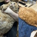 비만고양이 이미지