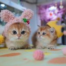 강남고양이분양캣프렌즈