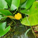 왜개연 [Nuphar pumila (Timm) DC.] 이미지