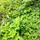 매실향기 이미지