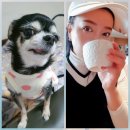 홍춘당구클럽 | 집에 두고 오기 미안해서 찾아봤어요 🐶 강아지 동반 가능한 골프장 리스트