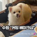 수원-0454 이미지