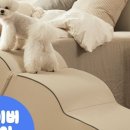 멀티펫