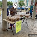정산한약국 | 속초 볼거리 속초중앙시장 먹거리 닭강정 맛집 주차장 정보