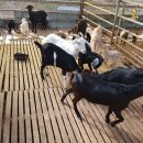 만덕농장 이미지