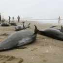 돌고래PC 이미지