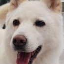 피티몽키위드레몬 이미지