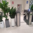 레몬사우나 이미지