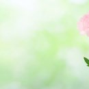 어버이날, 부모님께 드리는 감사 문구 50개 이미지