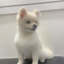 펫스탑 이미지