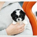 대실역남로4길 | 대구강아지분양 행복한 매일