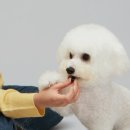 테일리 네이버블로그