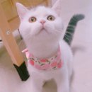 스카프 & 첫산책