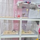 전주 햄스터 이미지