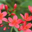 가재 우림필유 이미지