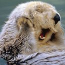 오미식당 이미지