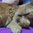 안나그루밍 이미지