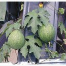 하늘타리 이미지