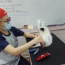모란애견