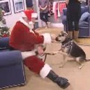 [VOA 영어뉴스] Santa Claus Helps Raise Money for Animal Shelters 이미지