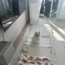 쿨펫 양·한방 동물병원 | 3기 / 슬개골 탈구 / 슬개골 수술 / 세종리버동물병원 / 당일퇴원 / 대전동물병원 / 대전 슬개골 병원 추천