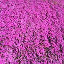 양지천3 이미지