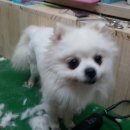 아지랑양이 이미지