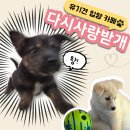 다시사랑받개 | 서울 유기견 카페 '다시사랑받개' 후기