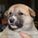 진부령황태 이미지