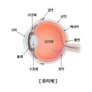 유리체 이미지