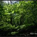 숲속에는 이미지