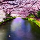 정자천 | 벚꽃 명소 선택 가이드 상황별 최적의 장소와 현실적인 계획법