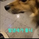 도도한댕댕 이미지