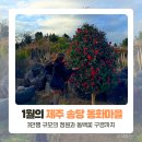 제주 송당 동화마을, 1월 동쪽 가볼만한 곳에서 동백꽃 구경까지