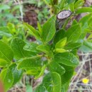 바산농장 이미지