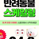 스무살의꿈 동물병원 이미지