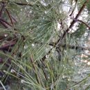 마하수리 이미지