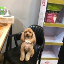 도그반하다 이미지