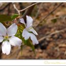 복사꽃공원 이미지