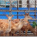 신흥사슴농장 이미지