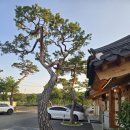 강남밧데리 | 은해사 근처 경북 영천 한옥카페 청통카페 곡선커피 힐링하고 온 솔직후기