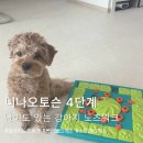 니나 - 중구 큰장로26길 25 | 강아지 노즈워크 추천 니나오토슨 4단계 사용후기