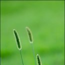 강아지풀 이미지