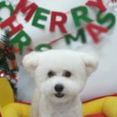 쭈스타일 이미지