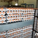 영농조합법인 무지개농장 이미지